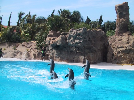 Dolphins Loro Parque3